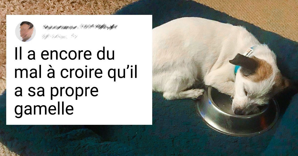 20+ Animaux qui ont trouvé un foyer et ont donné une tonne d’amour en retour