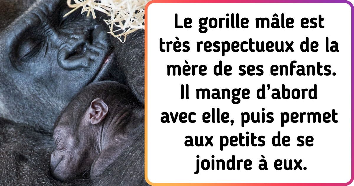10 Pères du règne animal qui remportent le prix du meilleur papa