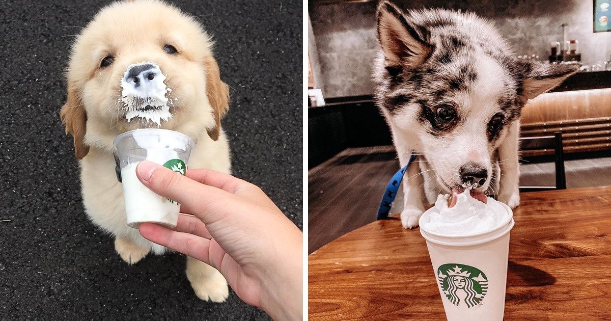 Starbucks a confectionné une “boisson spéciale” pour les chiens Starbucks a confectionné une “boisson spéciale” pour les chiens