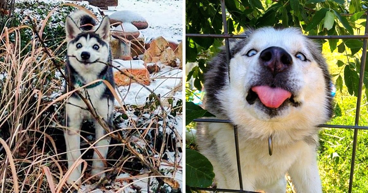 24 Photos qui nous montrent à quel point les Huskies peuvent être de gros nounours complètement fous