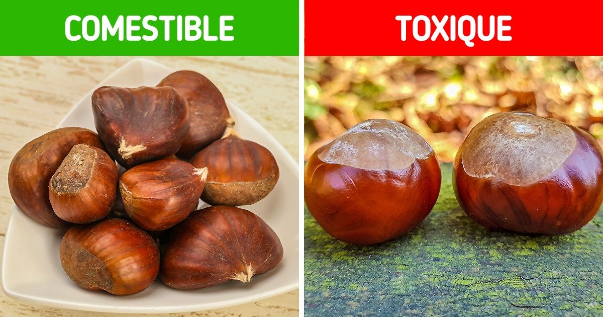 Voici comment différencier certaines plantes comestibles de leurs “sœurs jumelles” toxiques
