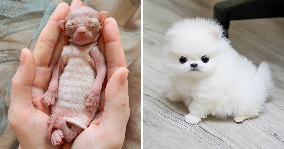 15+ Animaux qui égayeront ta journée là, maintenant, tout de suite