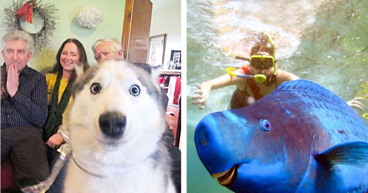 Ces animaux sont les rois de l’incruste !