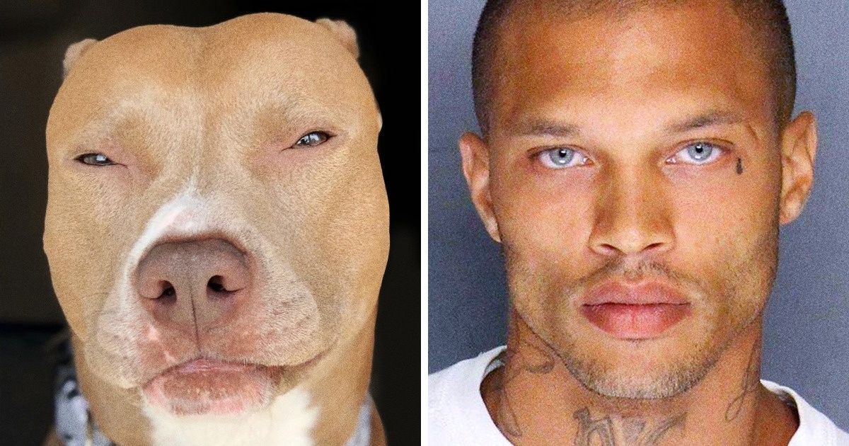 20+ Chiens qui sont le portrait craché des célébrités
