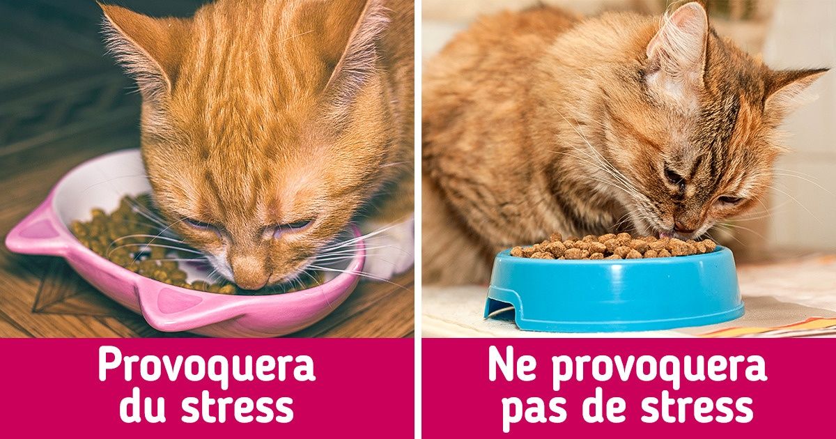 14 Erreurs communes qui peuvent faire payer un lourd tribu aux propriétaires d’animaux de compagnie