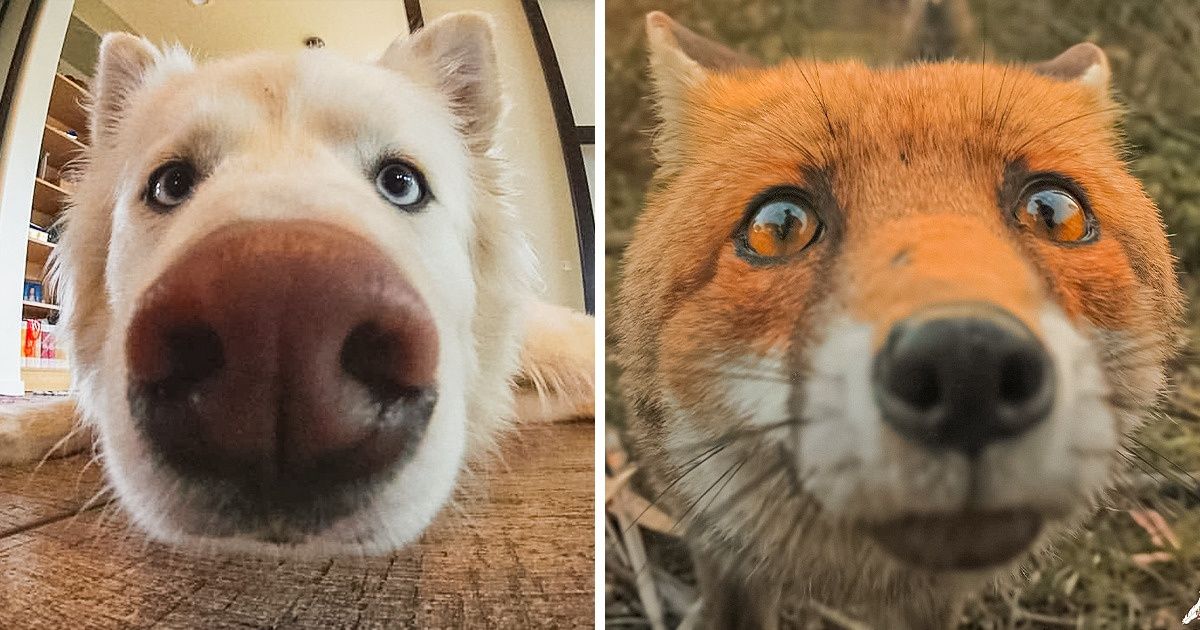 25 Animaux qui ont fait du charme à l’objectif, offrant des clichés uniques et adorables 25 Animaux qui ont fait du charme à l’objectif, offrant des clichés uniques et adorables