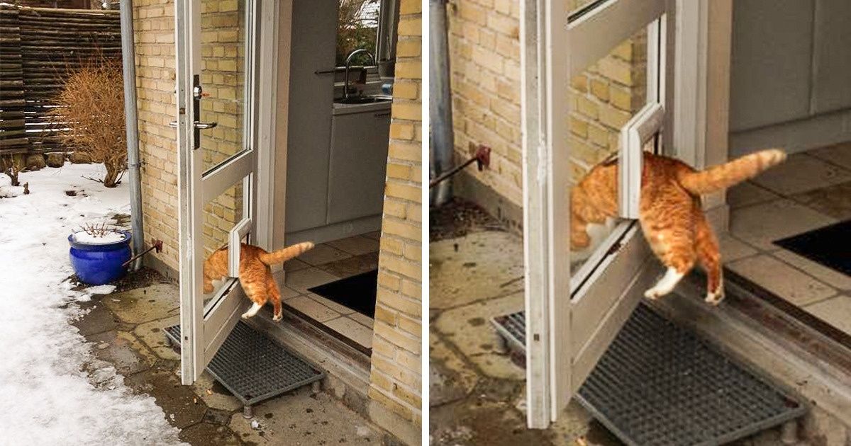 25 Chats étranges qui ont leur propre logique