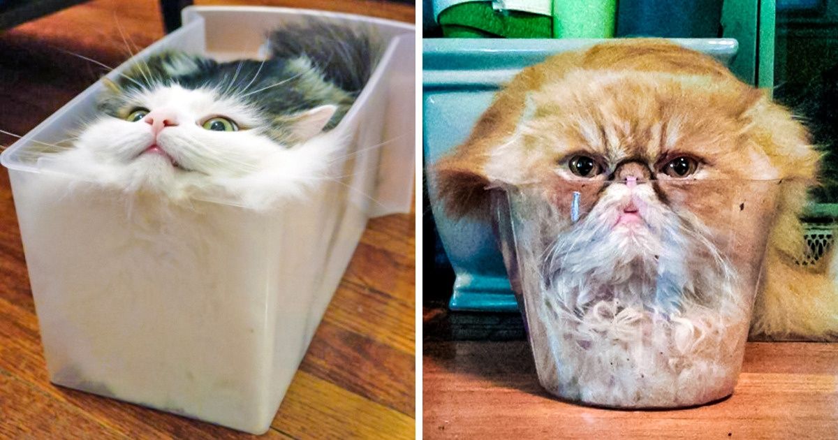 13 faits qui montrent que la vie est bien plus étrange que nous ne le pensons !