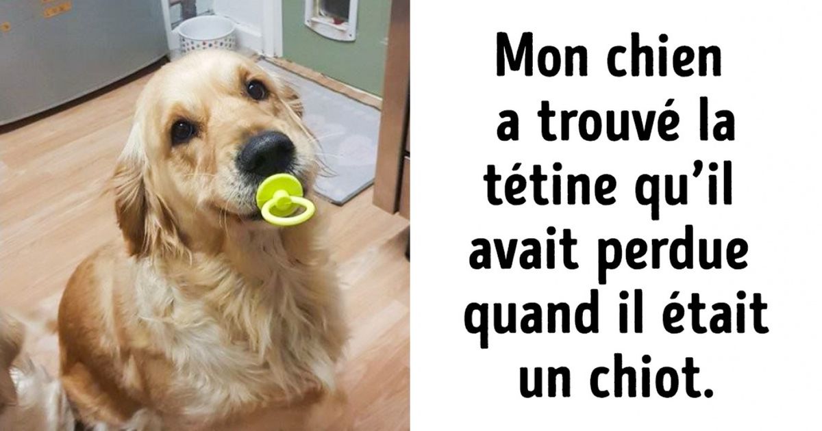 Ces 17 photos montrent des choses extrêmement improbables et pourtant