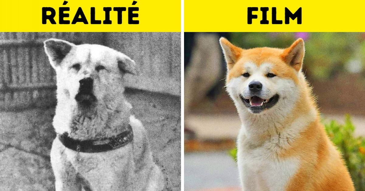La véritable et touchante histoire qui a inspiré le film “Hatchi” La véritable et touchante histoire qui a inspiré le film “Hatchi”