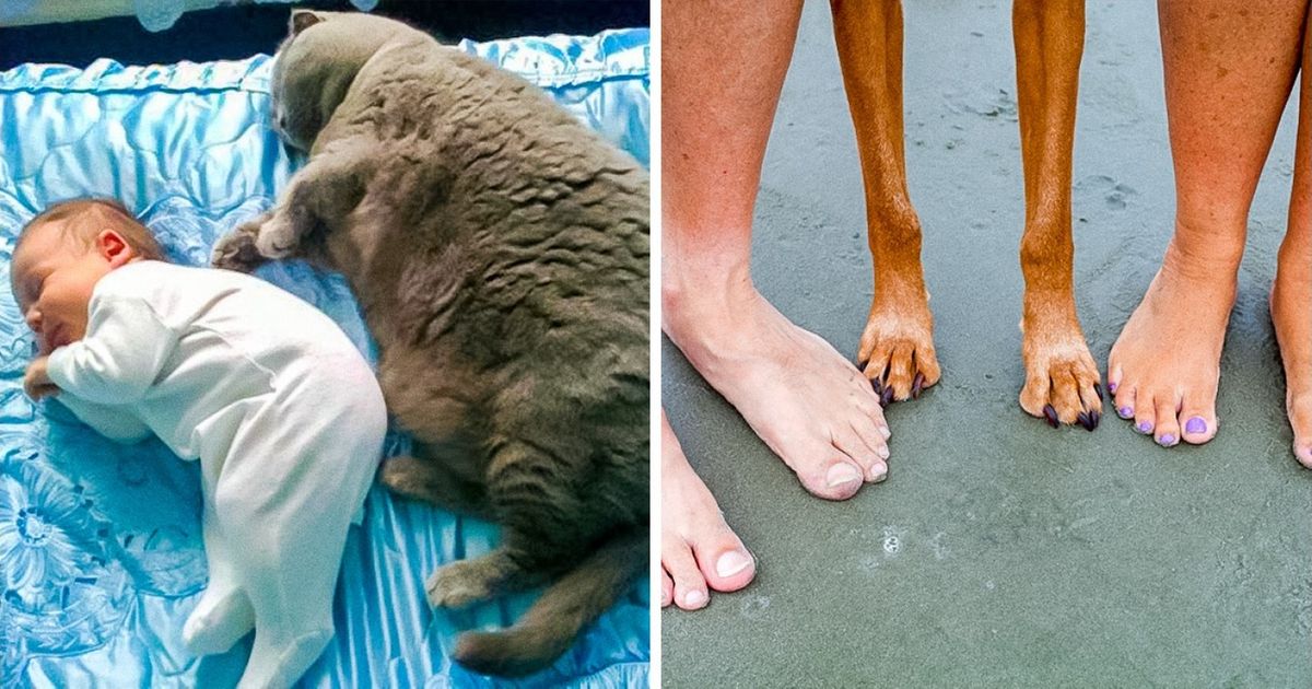 Ces 25 animaux de compagnie évoluent grâce aux humains Ces 25 animaux de compagnie évoluent grâce aux humains