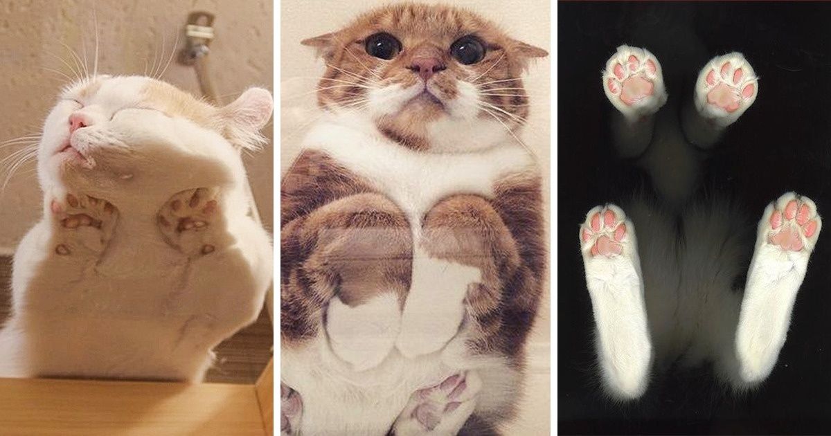 20 Photos qui démontrent que les chats sont mignons sous tous les angles