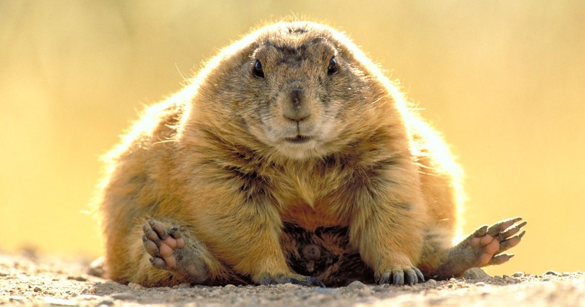 8 Faits terribles sur des animaux que nous prenions pourtant pour des créatures sans défense 8 Faits terribles sur des animaux que nous prenions pourtant pour des créatures sans défense