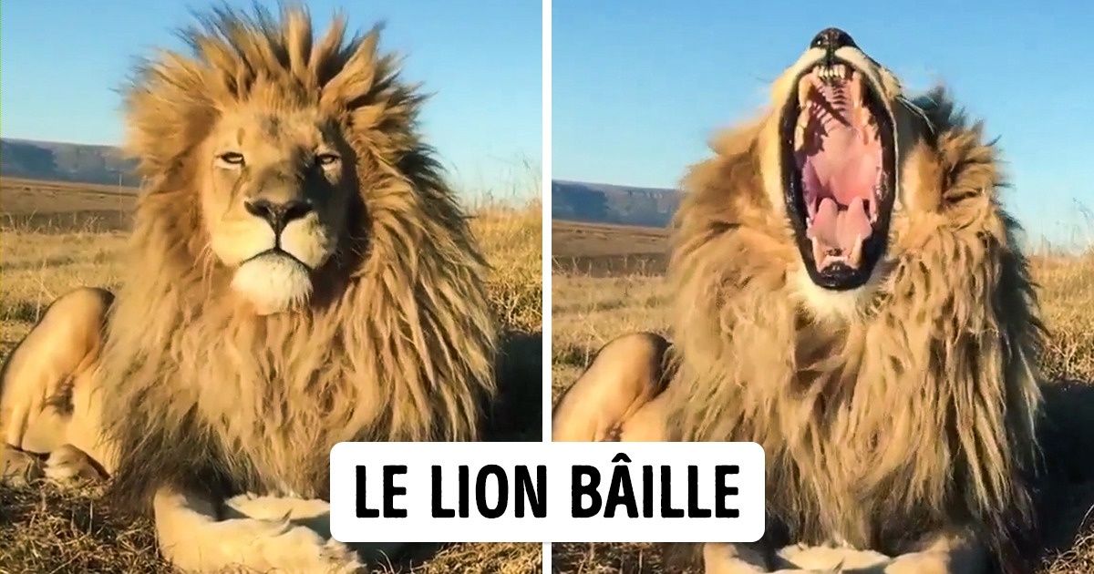 20+ Photos qui seront une véritable découverte pour certains