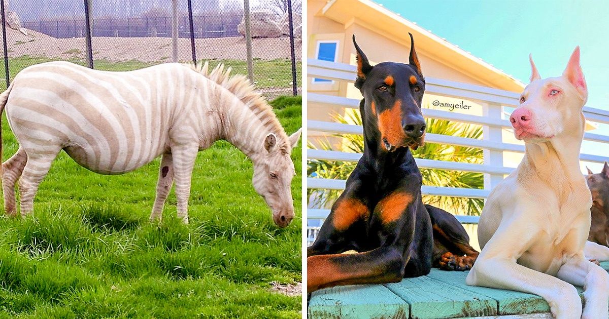 20 Animaux et plantes qui semblent nés d’un caprice de la nature