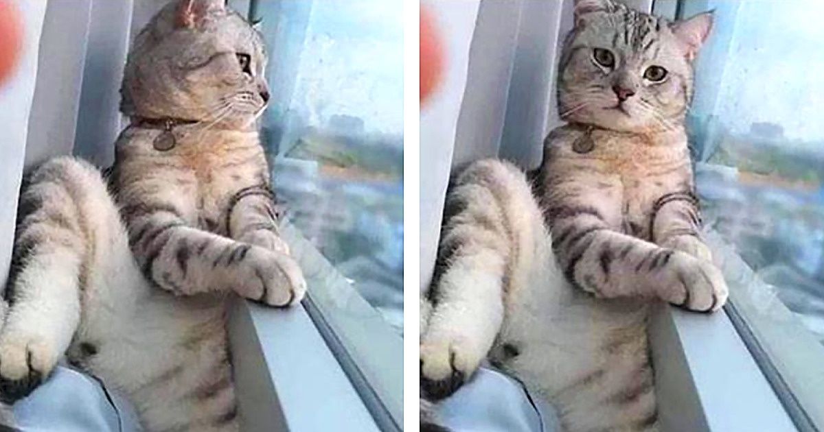 20+ Animaux de compagnie qui peuvent poser mieux que les rois du selfie 20+ Animaux de compagnie qui peuvent poser mieux que les rois du selfie