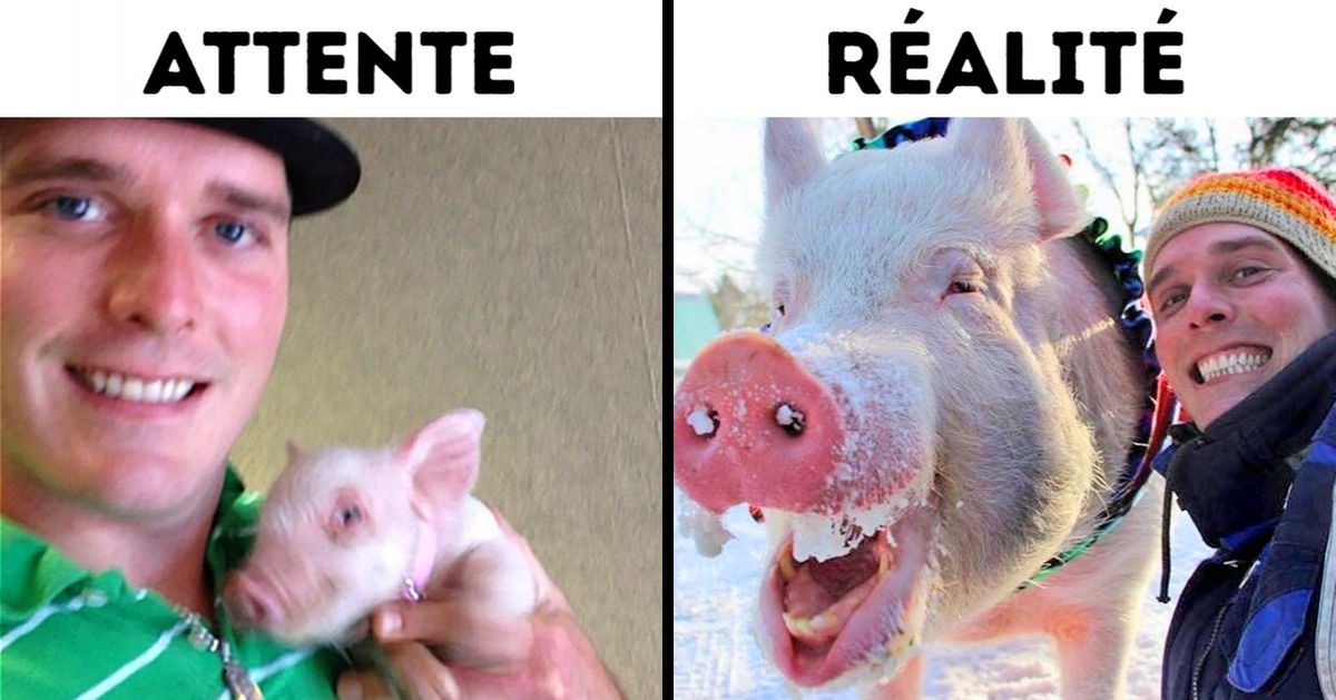 Deux Canadiens ont acheté un cochon de lait et ont été surpris de réaliser à quel point cela a transformé leur vie. Deux Canadiens ont acheté un cochon de lait et ont été surpris de réaliser à quel point cela a transformé leur vie.