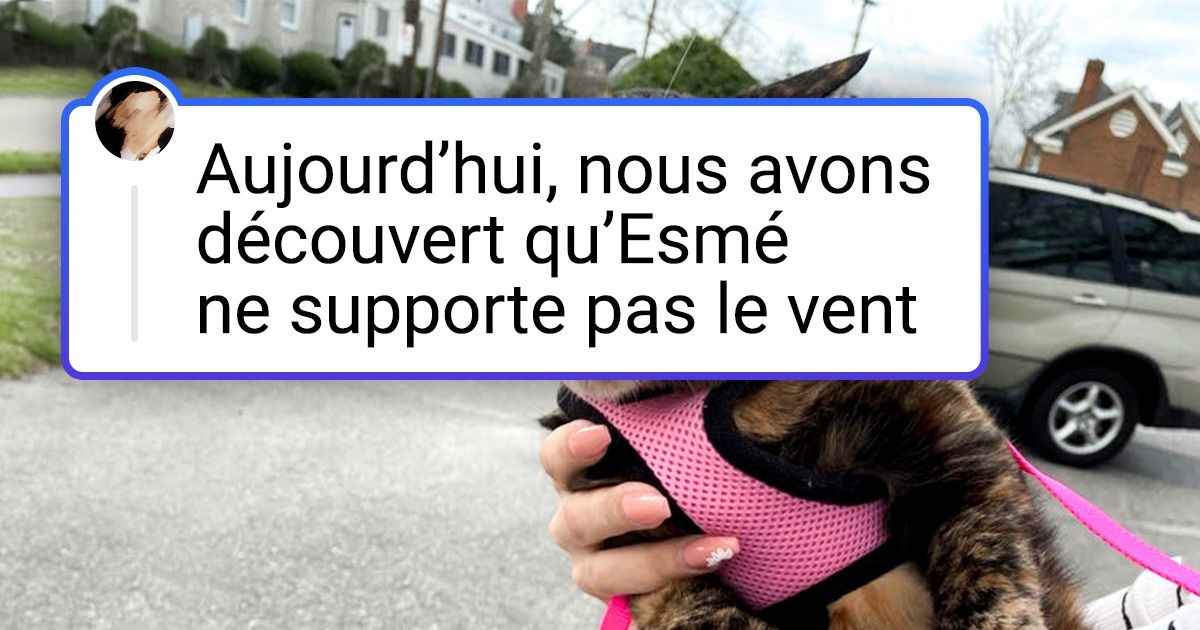 18 Animaux domestiques qui méritent l’Oscar du meilleur acteur