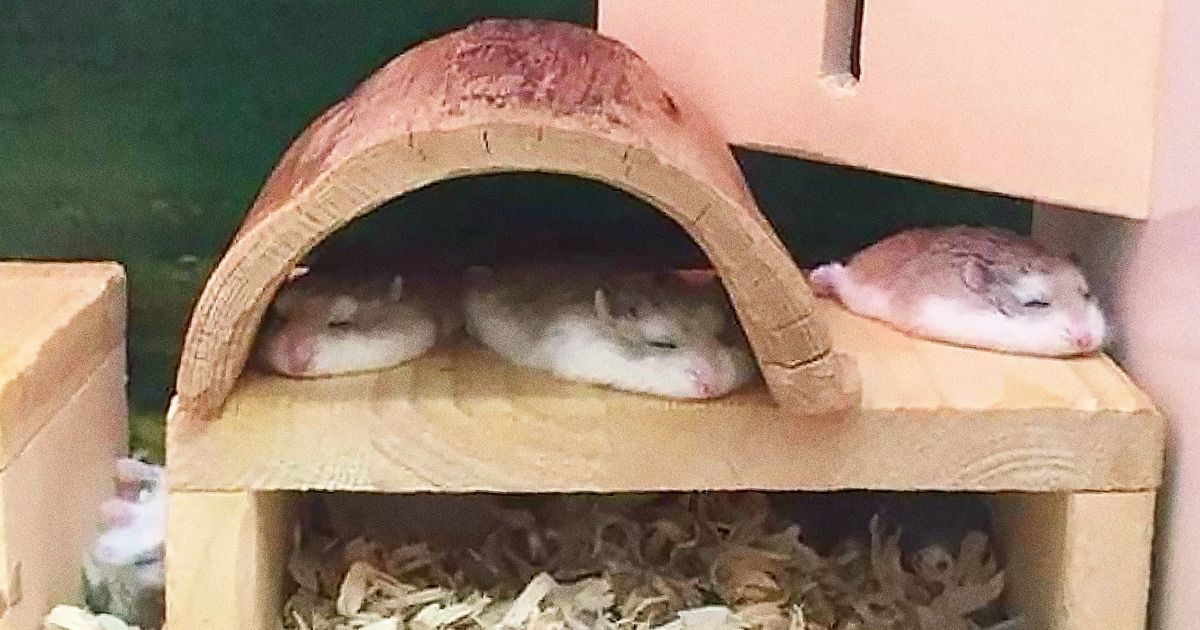 19 Animaux si paisiblement endormis qu’ils te donneront envie d’aller faire une bonne sieste