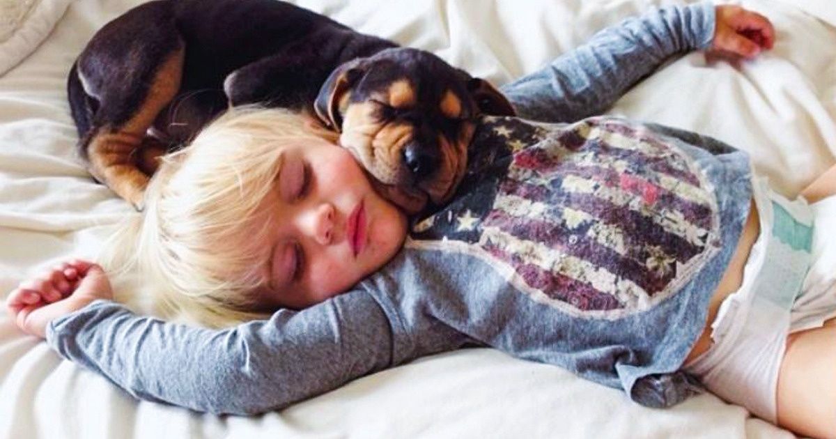 8 Avantages de partager son lit avec son chien
