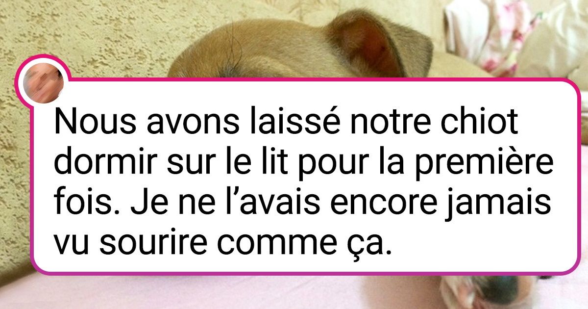 20+ Chiens adorables qui sont venus au monde pour te faire sourire
