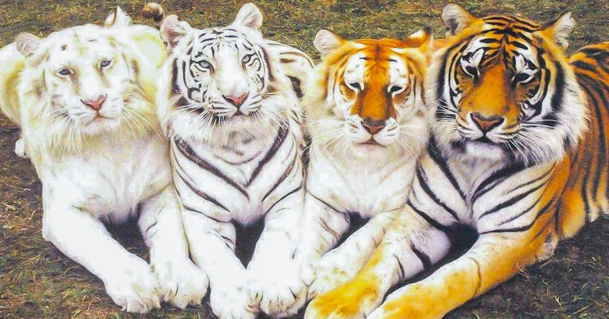 26 Animaux qui t’impressionneront avec leurs étonnantes couleurs