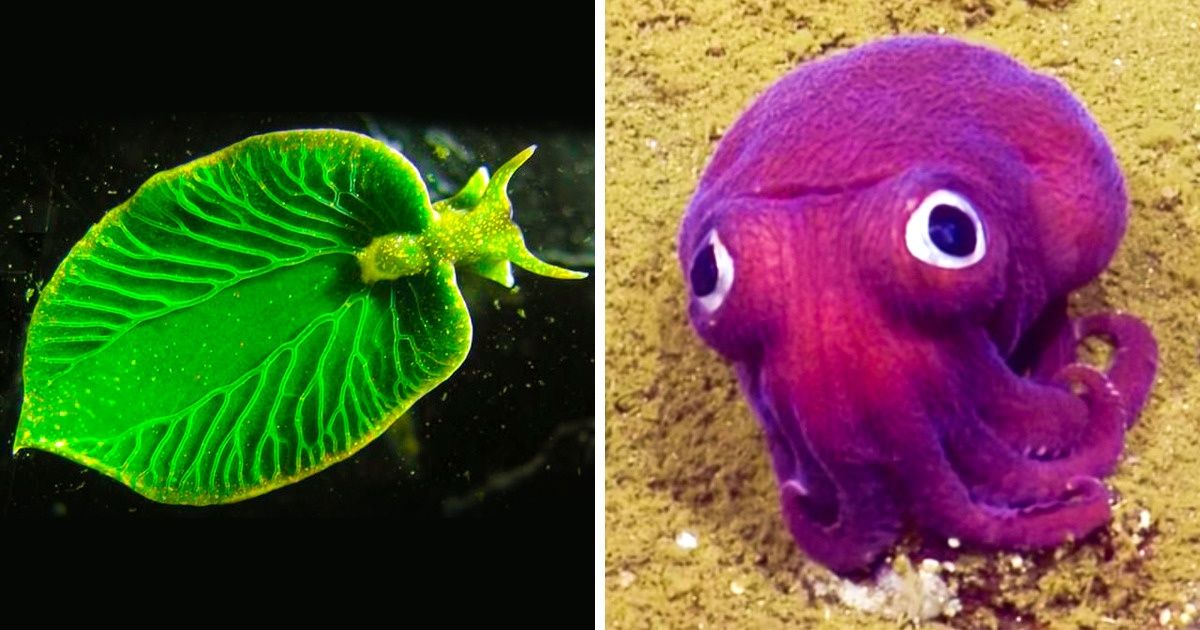 23 Espèces marines qui ont l’air de venir d’une autre planète 23 Espèces marines qui ont l’air de venir d’une autre planète