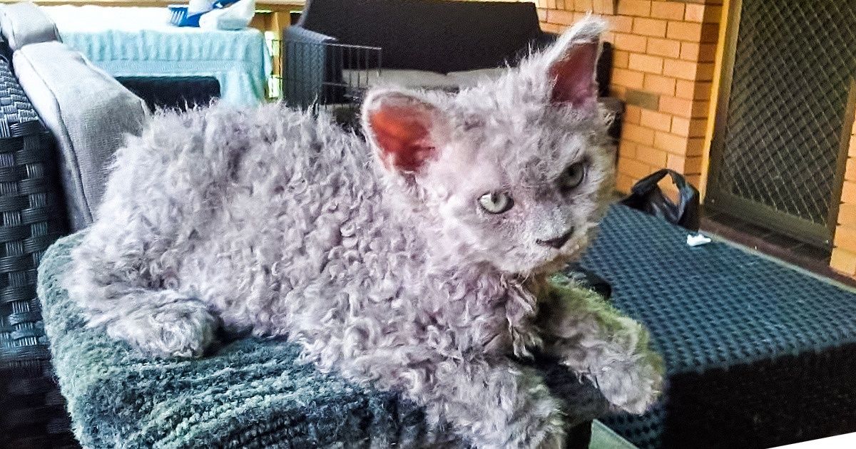 23 Chats aux poils frisés d’une beauté unique au monde