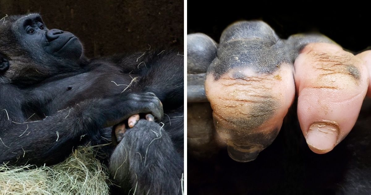 20 Animaux dotés d’une imperfection étonnante qui les rend uniques
