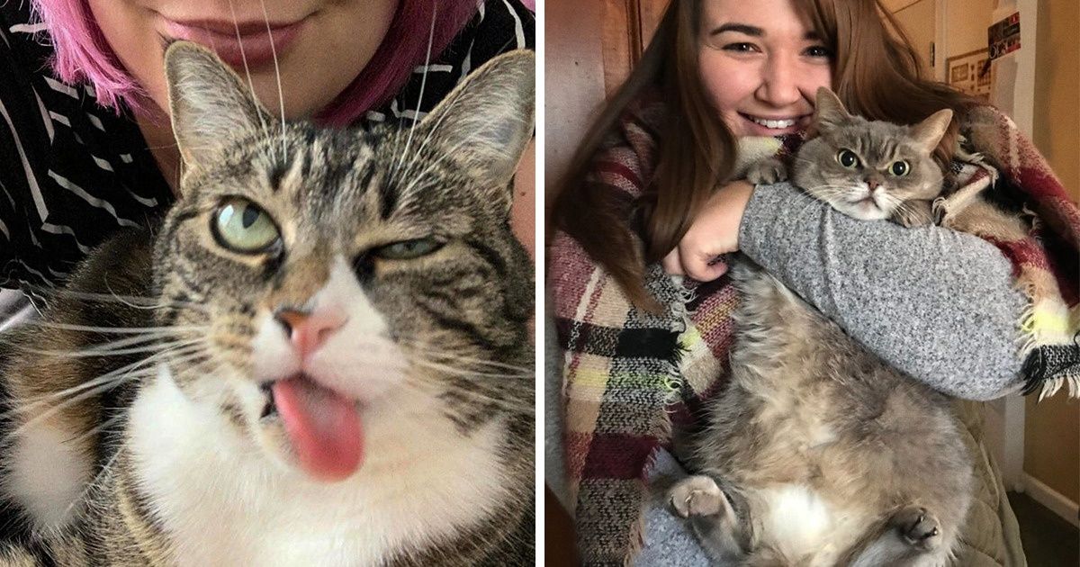 17 Chats qui voulaient juste qu’on les laisse tranquilles au lieu de les prendre en photo