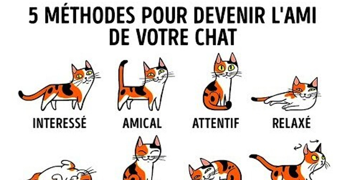 COMMENT MIEUX COMPRENDRE TON CHAT