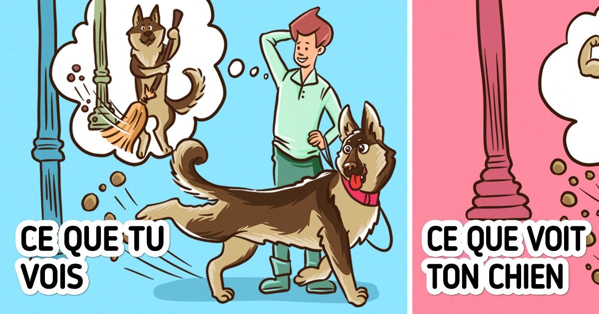 Pourquoi les chiens se mordent la patte, et 11 autres comportements qui peuvent rendre leurs maîtres perplexes