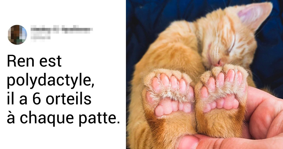 16 Moments où la nature nous a démontré son talent artistique en créant nos animaux de compagnie