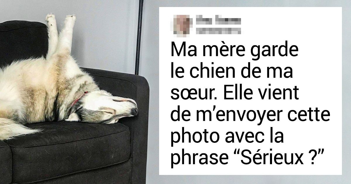 20+ Animaux domestiques qui nous remontent le moral après une journée compliquée