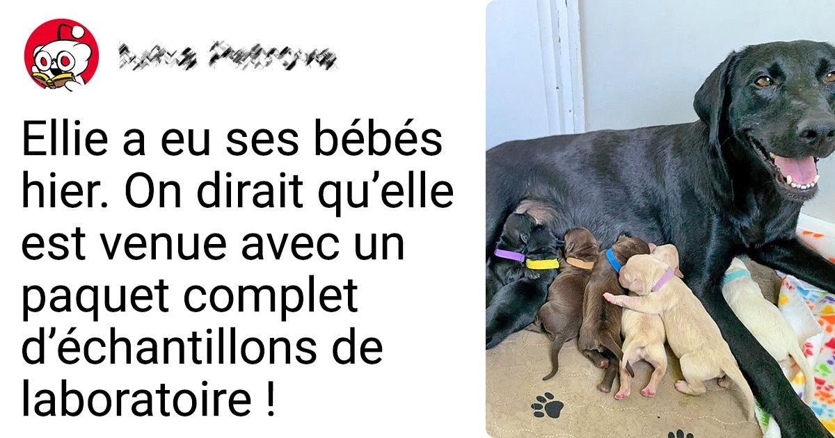 15+ Clichés d’animaux gâtés qui nous ont prouvé que leur endroit préféré était aux côtés de leurs mamans