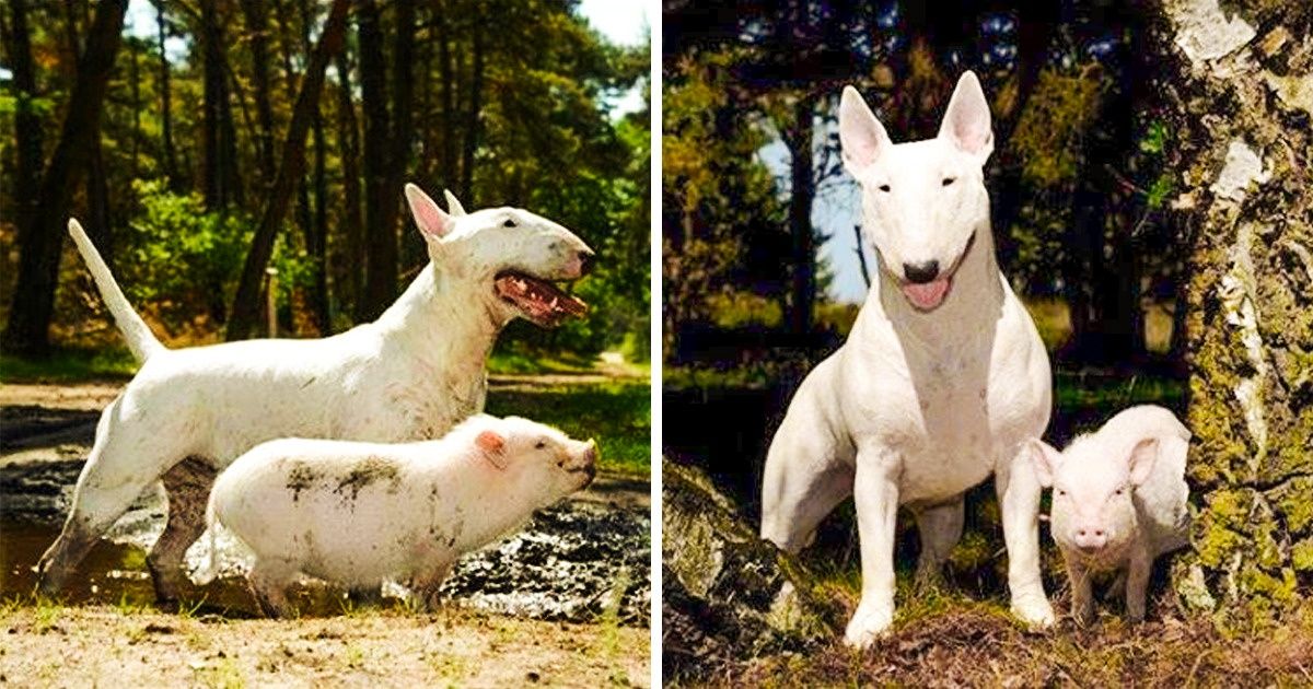30 Amitiés étranges entre les animaux qui montrent que l’amour est aveugle