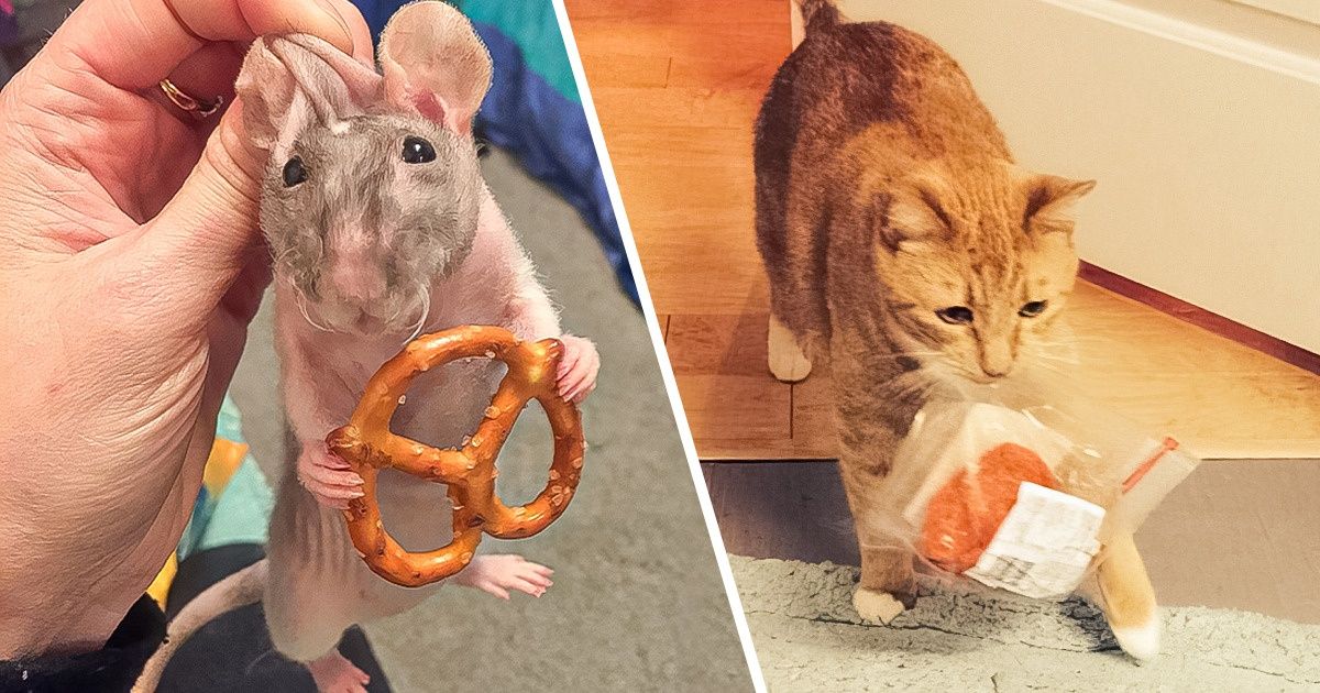 15+ Cas où vous avez l’impression d’avoir résolu le crime du siècle du règne animal 15+ Cas où vous avez l’impression d’avoir résolu le crime du siècle du règne animal