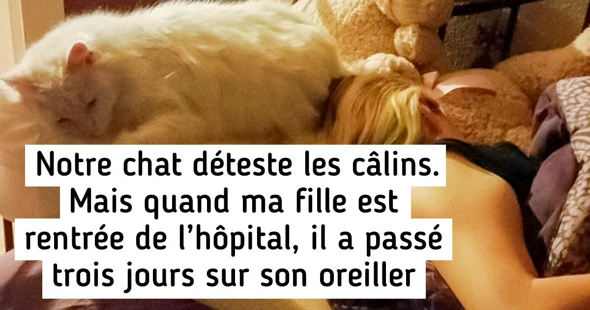 18 Photos qui prouvent, pour ceux qui en doutaient encore, que les chats sont plus fidèles que les chiens 18 Photos qui prouvent, pour ceux qui en doutaient encore, que les chats sont plus fidèles que les chiens