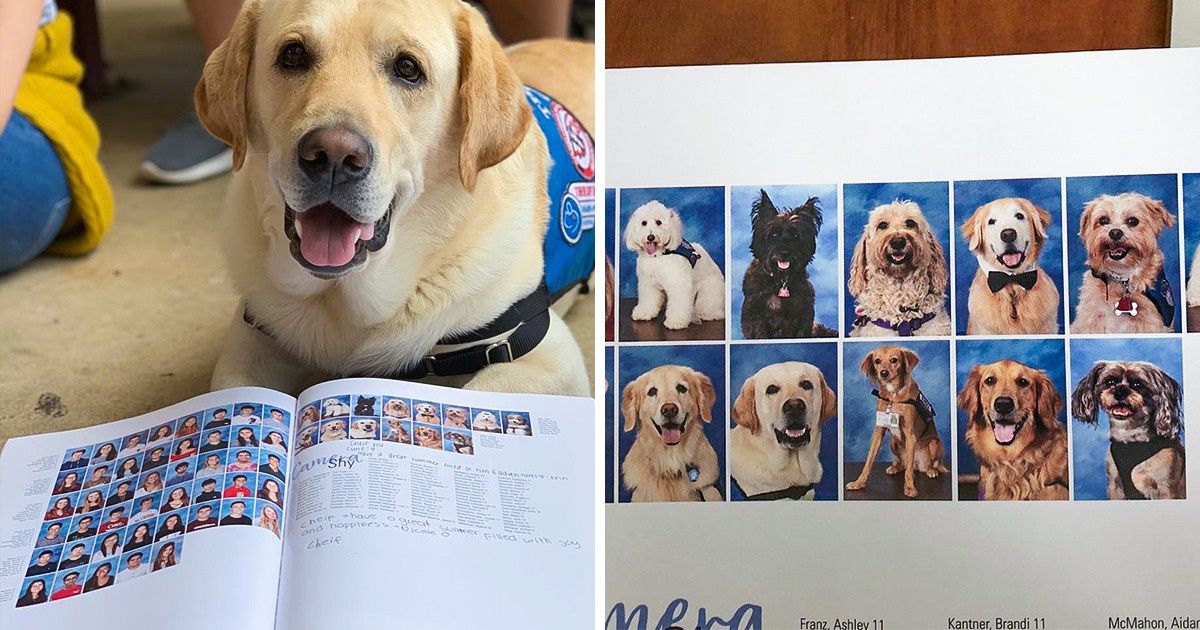 14 Chiens de thérapie d’une école américaine ont une page dédiée dans l’annuaire de l’école 14 Chiens de thérapie d’une école américaine ont une page dédiée dans l’annuaire de l’école
