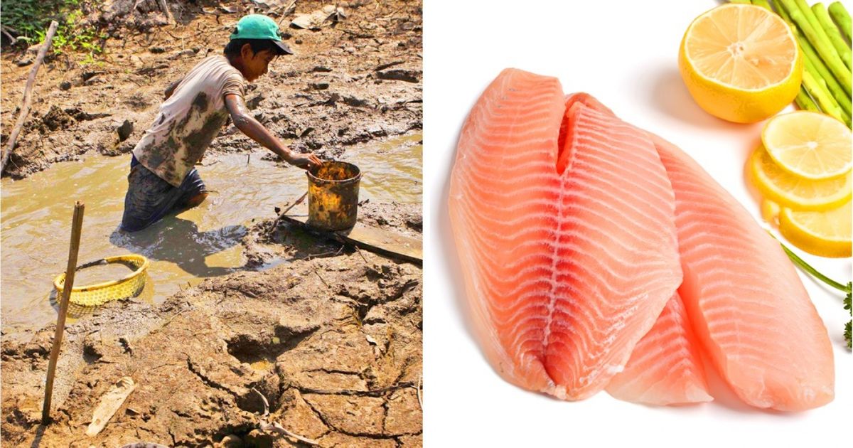 Il existe certains types de poissons congelés qu’il est préférable de ne pas consommer : 8 conseils pour choisir un produit sain Il existe certains types de poissons congelés qu’il est préférable de ne pas consommer : 8 conseils pour choisir un produit sain
