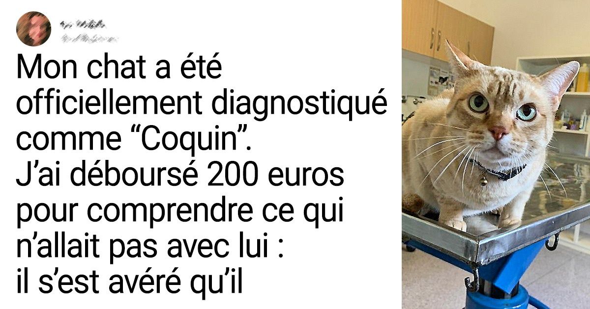 20 Preuves que nos adorables petits chatons ne sont pas toujours les anges d’amour qu’ils veulent bien nous faire croire