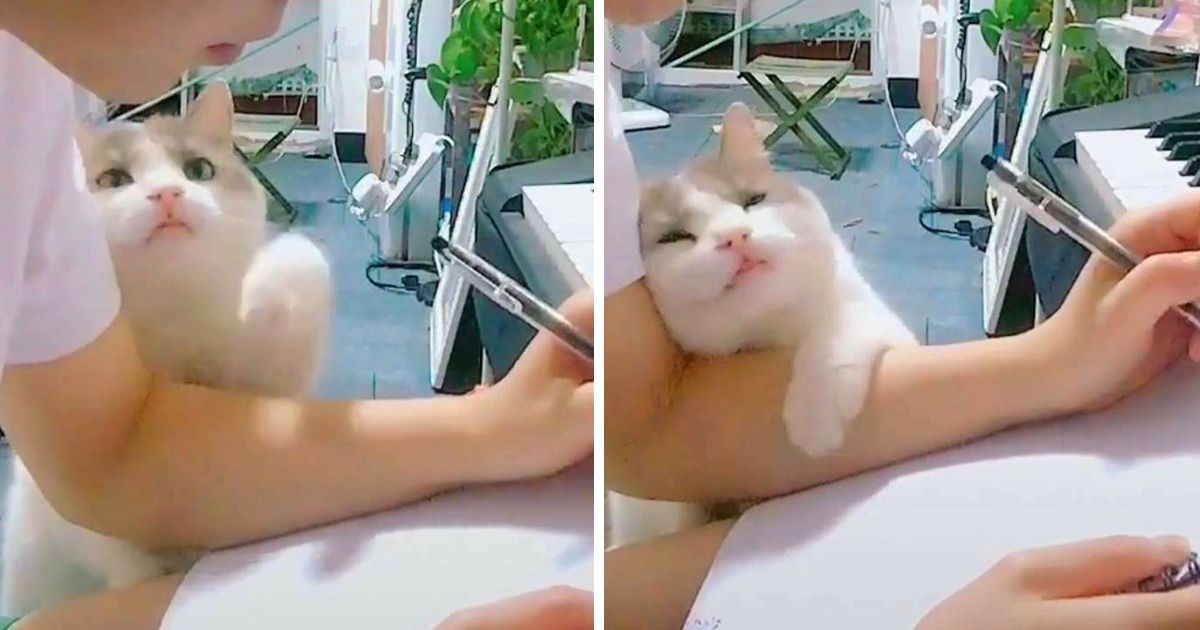 Une étude révèle que ton chat te considère comme l’un de ses parents