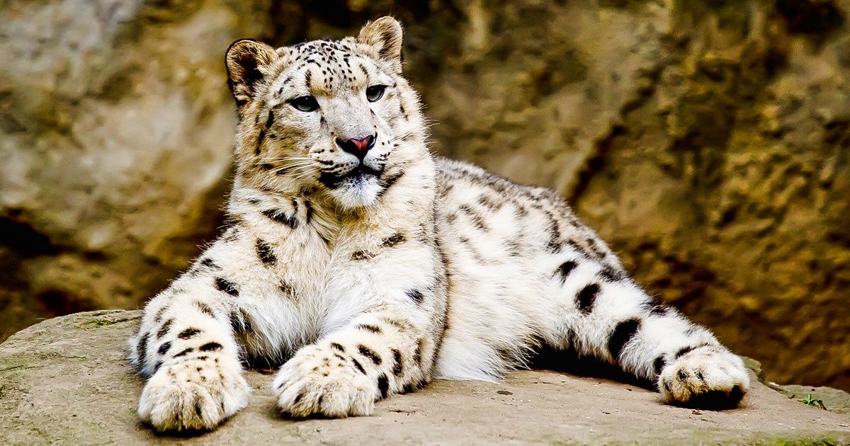 15 mammifères qui sont menacés d’extinction dans les prochaines années