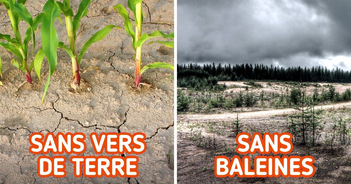 Que se passerait-il si certaines espèces disparaissaient de la planète ?