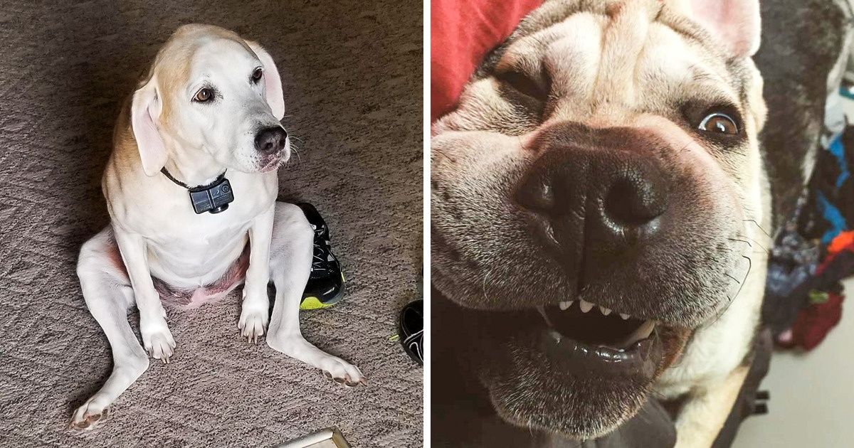 20 Photos d’animaux de compagnie qui veulent avant tout se mettre à l’aise 20 Photos d’animaux de compagnie qui veulent avant tout se mettre à l’aise