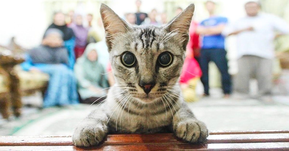 Ces 20 photos vont te prouver que les animaux ne peuvent jamais gâcher une photo, même s’ils s’y retrouvent par accident