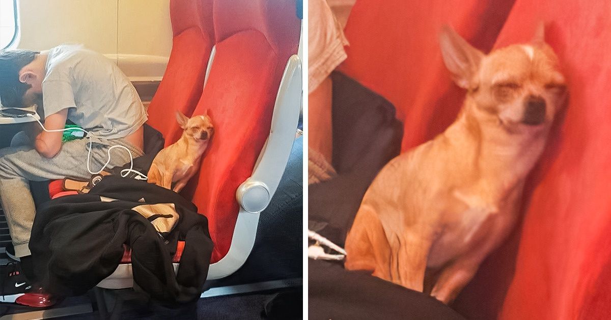 25 Compagnons de voyage originaux que les internautes ne s’attendaient pas à rencontrer dans les transports en commun