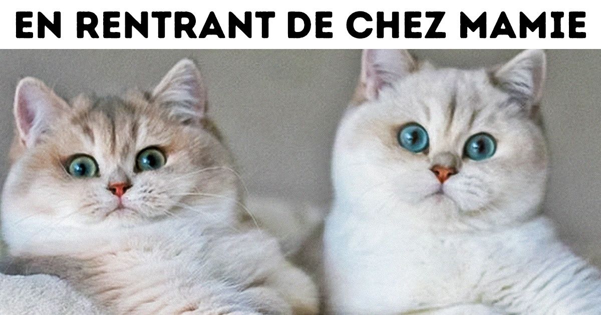 22 Animaux joufflus qui nous donnent tout simplement envie de les serrer dans nos bras !