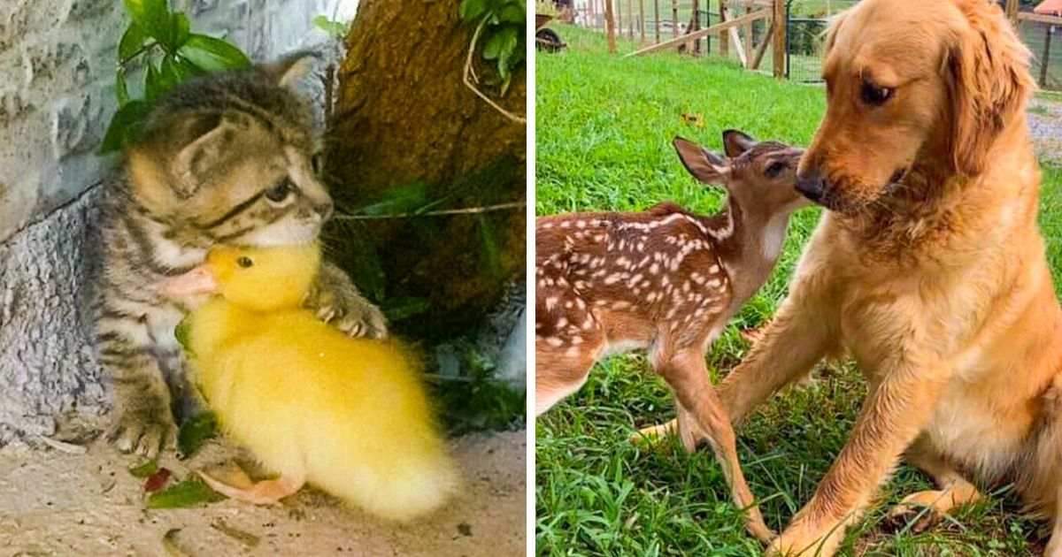 12 Moments adorables où des animaux d’espèces différentes sont devenus amis