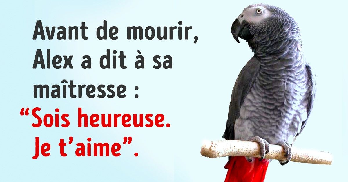 Ces 12 histoires émouvantes sur l’amour des animaux pour leurs maîtres te feront avoir la gorge serrée